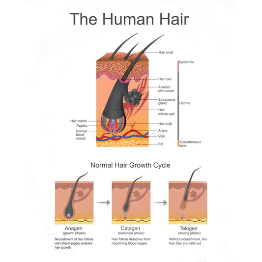 Can Hair Really Regrow? Understanding the Science &amp; Solutions